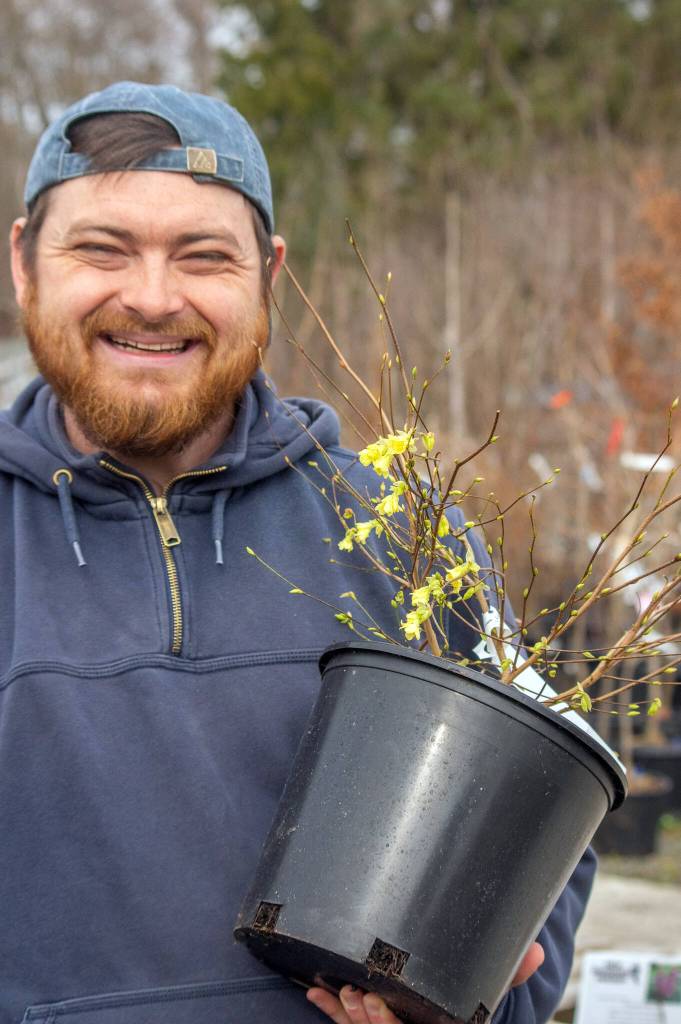 Stew Cockburn holds a winter hazel, a plant that provides scent in the early spring for those who garden with their nose. Cockburn says hes a conifer man, but winter hazel is one of his favorite plants.