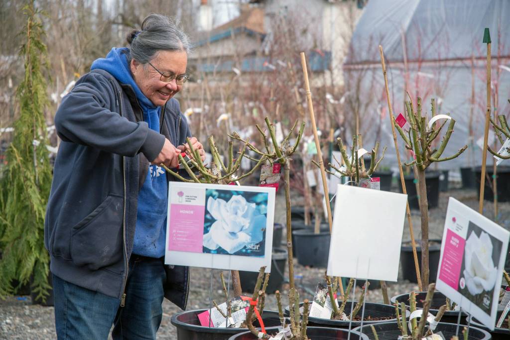 Sequim Gazette photos by Emily Matthiessen
Lori Brown, biologist, produce expert and champion of pollinators, prunes roses at New Dungeness Nursery.