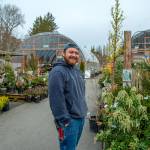 Sequim Gazette photo by Emily Matthiessen/ Stew Cockburn, foreman and third generation nurseryman, looks over plants in one of the aisles of the New Dungeness Nursery.