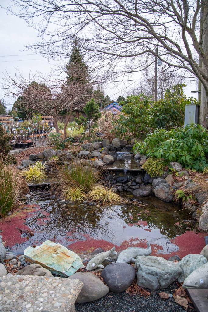 Sequim Gazette photo by Emily Matthiessen/ The centerpiece of New Dungeness Nursery, this waterscape provides a peaceful place for people to pause during the day, according to foreman Stew Cockburn.