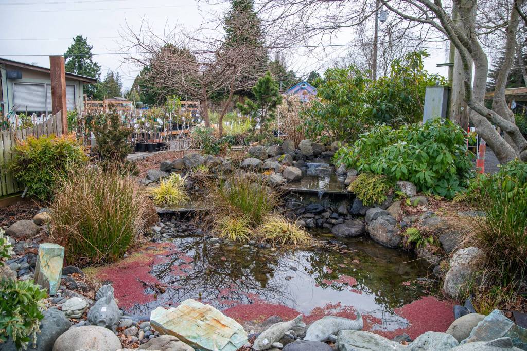 Sequim Gazette photo by Emily Matthiessen/ The centerpiece of the New Dungeness Nursery, this waterscape provides a peaceful place for people to pause during the day, according to foreman Stew Cockburn.