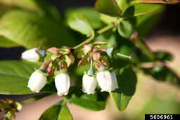 Photo by Gerald Holmes, Strawberry Center, Cal Poly San Luis Obispo, Bugwood.org| Blueberry blossoms in spring.
