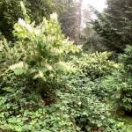 Photo courtesy of Clallam County Noxious Weed Control Board| This dastardly duo of Bohemian knotweed and Himalayan blackberry are examples of weeds listed on the Clallam County noxious weeds list. Noxious weeds are non-native, highly destructive, competitive or difficult to control by cultural or chemical practices.
 