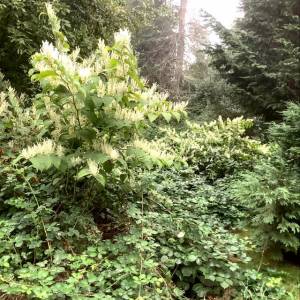 Photo courtesy of Clallam County Noxious Weed Control Board| This dastardly duo of Bohemian knotweed and Himalayan blackberry are examples of weeds listed on the Clallam County noxious weeds list. Noxious weeds are non-native, highly destructive, competitive or difficult to control by cultural or chemical practices.
 