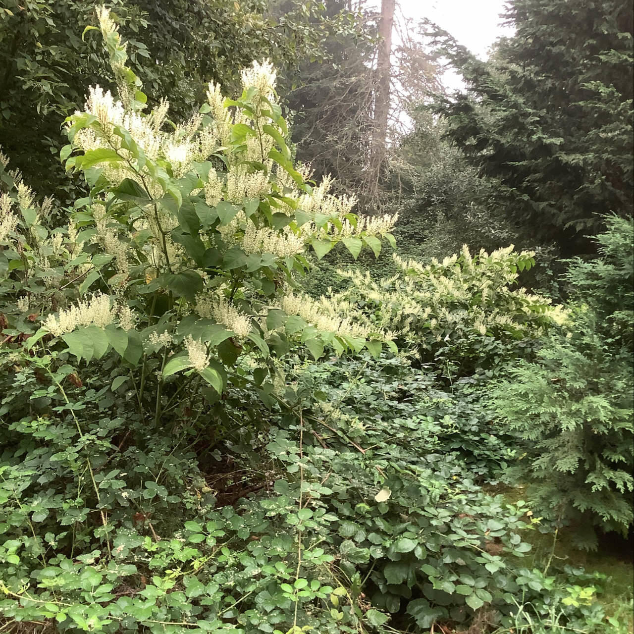 Photo courtesy of Clallam County Noxious Weed Control Board| This dastardly duo of Bohemian knotweed and Himalayan blackberry are examples of weeds listed on the Clallam County noxious weeds list. Noxious weeds are non-native, highly destructive, competitive or difficult to control by cultural or chemical practices.
 