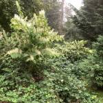 Photo courtesy of Clallam County Noxious Weed Control Board| This dastardly duo of Bohemian knotweed and Himalayan blackberry are examples of weeds listed on the Clallam County noxious weeds list. Noxious weeds are non-native, highly destructive, competitive or difficult to control by cultural or chemical practices.
 