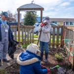 Sequim Gazette photo by Emily Matthiessen/ Doug Cockburn of New Dungeness Nursery donates a Yellow Transparent Apple to COGS during their spring clean up. Its famours for being a universal pollinator, said Cockburn. Regena Fionn digs a hole for the apple while Christine Scattergood waters the soil at his base in a part of the garden they take joint responsibility for, seperate from their own plots.