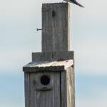 Sequim Gazette photo by Emily Matthiessen/ The swallows had already returned to this old nesting box in COGS by Sat. April 5. Gardeners spoke of other birds that appreciate the layout as well.