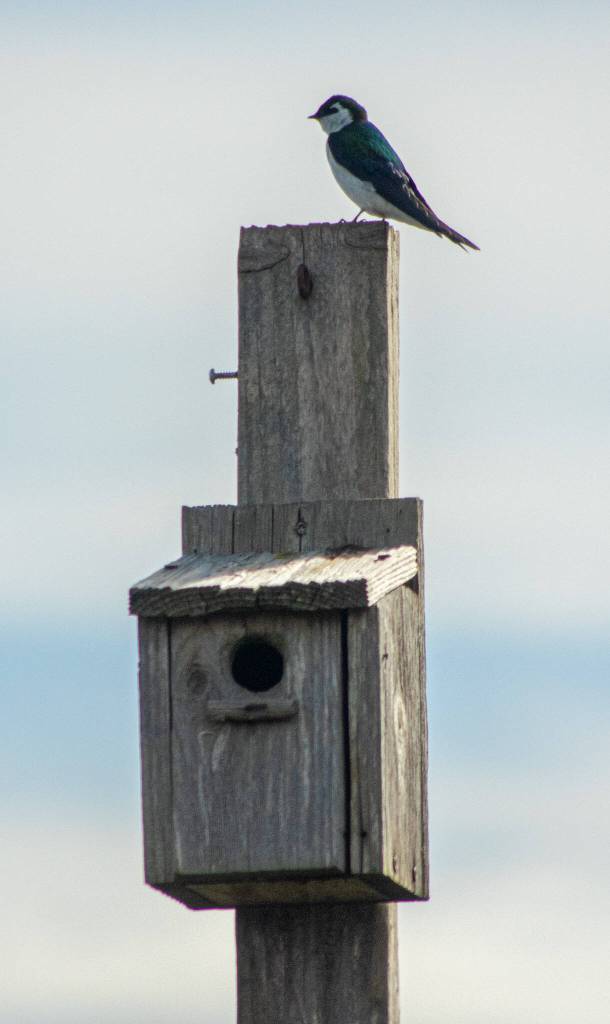 Sequim Gazette photo by Emily Matthiessen/ The swallows had already returned to this old nesting box in COGS by Sat. April 5. Gardeners spoke of other birds that appreciate the layout as well.