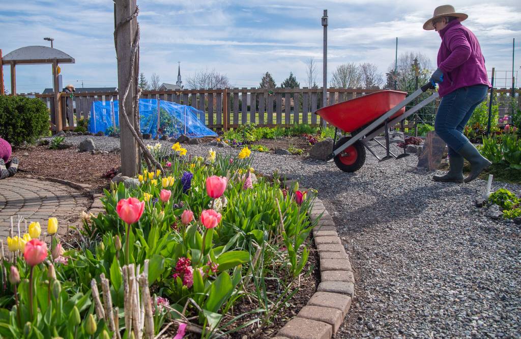 Sequim Gazette photo by Emily Matthiessen/