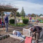 Sequim Gazette photo by Emily Matthiessen/ Members of the Community Gardens of Sequim (COGS) gathered together on the first Saturday in April to clean up the communal areas of the garden, interact and prepare for the coming year.