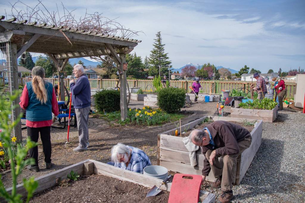 Sequim Gazette photo by Emily Matthiessen/ Members of the Community Gardens of Sequim (COGS) gathered together on the first Saturday in April to clean up the communal areas of the garden, interact and prepare for the coming year.