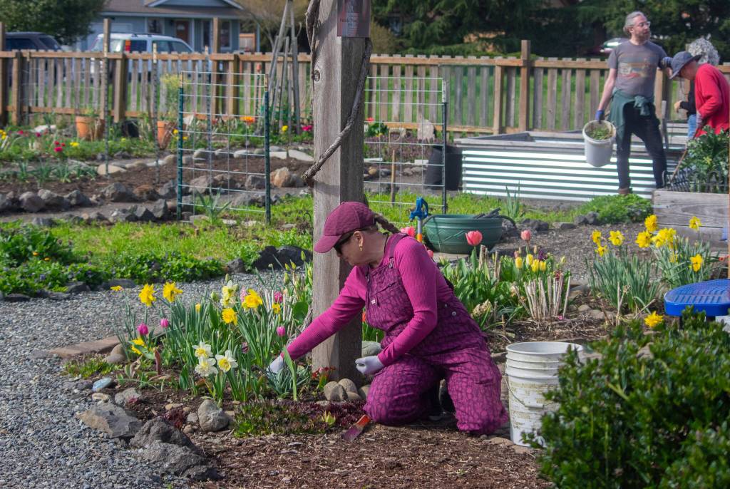 Sequim Gazette photo by Emily Matthiessen/ Jamie Primrose weeds the beds around the pavilion in the Community Gardens of Sequim (COGS).