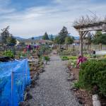 Sequim Gazette photo by Emily Matthiessen/ COGS member Jamie Primrose said that the garden was built around an original path through The Episcopal Churchs field, with the intention that people would continue to walk through. COGS gardeners said that indeed, many community members use the path to appreciate the garden.