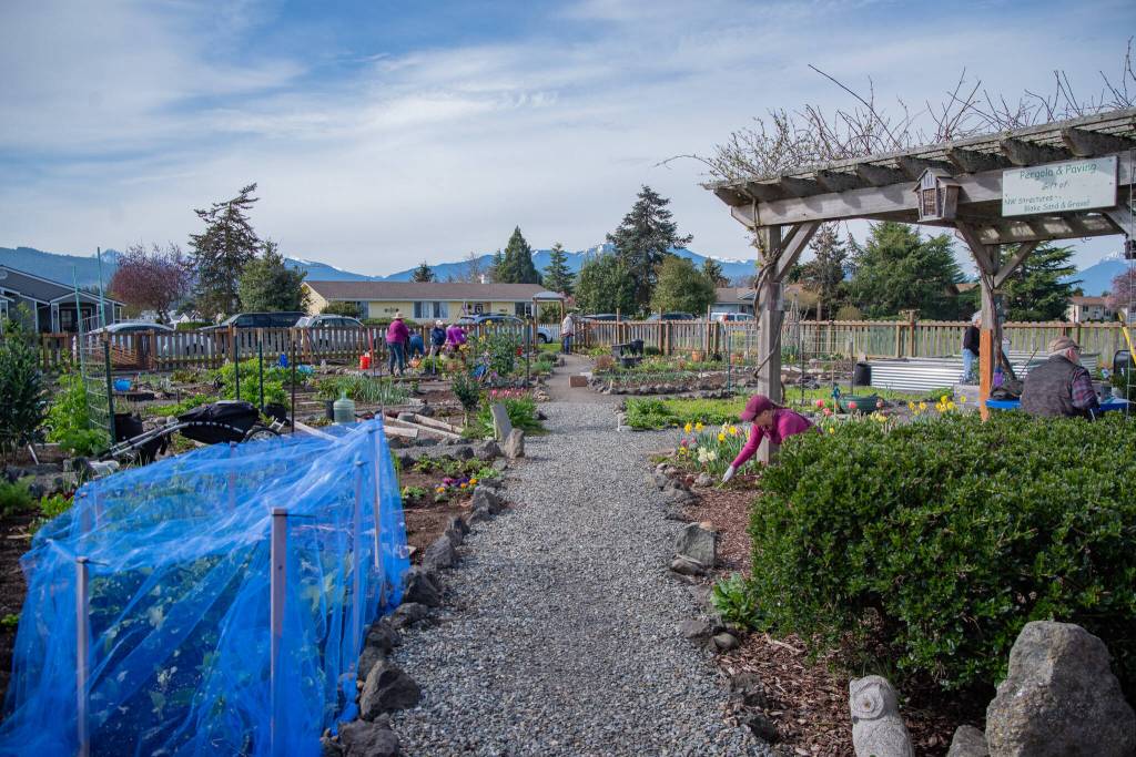Sequim Gazette photo by Emily Matthiessen/ COGS member Jamie Primrose said that the garden was built around an original path through The Episcopal Churchs field, with the intention that people would continue to walk through. COGS gardeners said that indeed, many community members use the path to appreciate the garden.