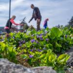 Sequim Gazette photo by Emily Matthiessen
Members of Community Organic Gardens of Sequim on West Fir Street gathered for their spring clean-up, with only two members absent. According to Jamie Primrose, these Labrador violets are some of the oldest plants in the garden, which opened in 2008 on a piece of land belonging to St. Lukes Episcopal Church. Gardeners rent plots, usually for the long-term, and have potlucks, cleaning parties and other gatherings. According to co-founder Bob Caldwell, Besides growing plants, were growing community.
