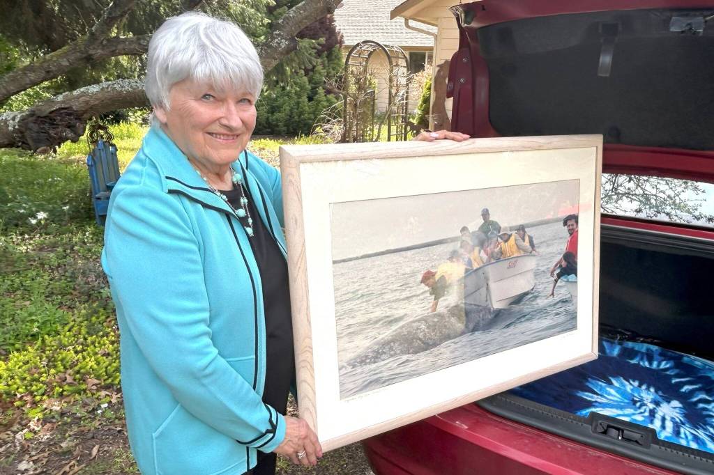 Sequim Gazette photo by Matthew Nash/ This photograph a whale watching excursion in 1998 is likely the photograph that stands out as one of her most memorable for its multi-sensory experience. In her photo, one boat has people petting a mother gray whale, and in the neighboring boat people are reacting to the whale exhaling water on them. It smelled horrible but tasted worse, she said.