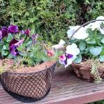 Courtesy photo| The Sequim Prairie Garden Clubs Spring Garden Sale funds maintenance for Pioneer Memorial Park.