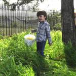 Sequim Gazette photo by Matthew Nash/ Three-year-old Asher Greenwood seeks out eggs hidden at the Sequim Elks Lodge on April 19. He was at the event with his mom Miranda and dad Zack.
