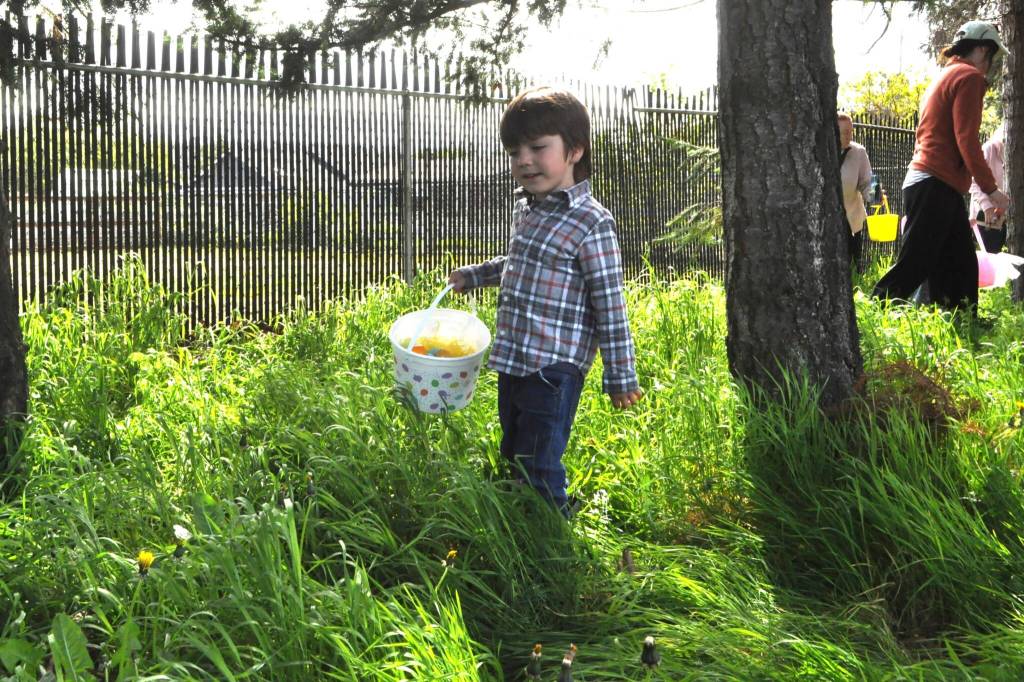 Sequim Gazette photo by Matthew Nash/ Three-year-old Asher Greenwood seeks out eggs hidden at the Sequim Elks Lodge on April 19. He was at the event with his mom Miranda and dad Zack.