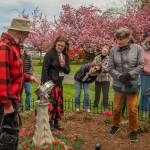 Sequim Gazette photo by Emily Matthiessen/ Joe LaCour explains to an audience of pioneer descendants, Sequim Prairie Garden Club members and others how he made the sundial for new Sundial Garden at the Pioneer Memorial Park, which was dedicated during a ceremony on Saturday, April 19. The garden club also dedicated the refurbished Remembrance Garden.
