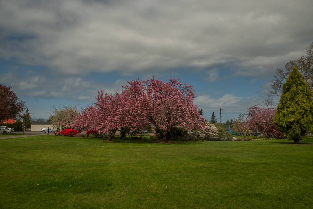 Sequim Gazette photo by Emily Matthiessen/ The cherry trees at Pioneer Memorial Park are blooming.