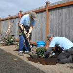 Sequim Gazette photo by Matthew Nash/ Volunteers placed bark and planted trees, bushes and flowers at LtCol Minsky Place on April 26 for Sequim Beautiful Day.