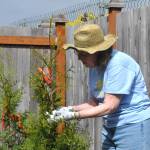 Sequim Gazette photos by Matthew Nash
Pam Meyer, a Sequim Community Church volunteer, helps remove tags from trees planted at LtCol James Minsky Place on April 26 for Sequim Beautiful Day. She and 17 other church volunteers built planter boxes, planted trees, flowers and bushes to support the facility for elderly and/or disabled veterans. (Beautiful Day is) a great way to help the community especially where the projects are too big for them to do, she said.