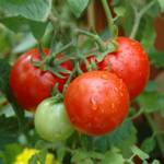 Photo courtesy Clallam County Master Gardeners