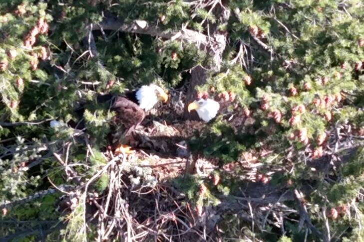 Image courtesy City of Sequim
City of Sequim staff captured this image of a family of eagles just north of Carrie Blake Community Park. Following concerns over impacts to the eagles and nearby Garry oak trees, city staff will move Sequims Independence Day fireworks display to the other side of Carrie Blake Community Park. Staff said the show will be discharged more than half-a-mile away.