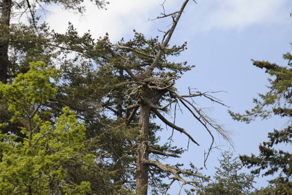 Sequim Gazette photo by Matthew Nash/ An eagles nest sits above property owned by Fish and Wildlife and near residences and north of Carrie Blake Community Park. To lessen impact on the eagles nest, the City of Sequim is moving its Fourth of July show to just over half-a-mile away from the nest.