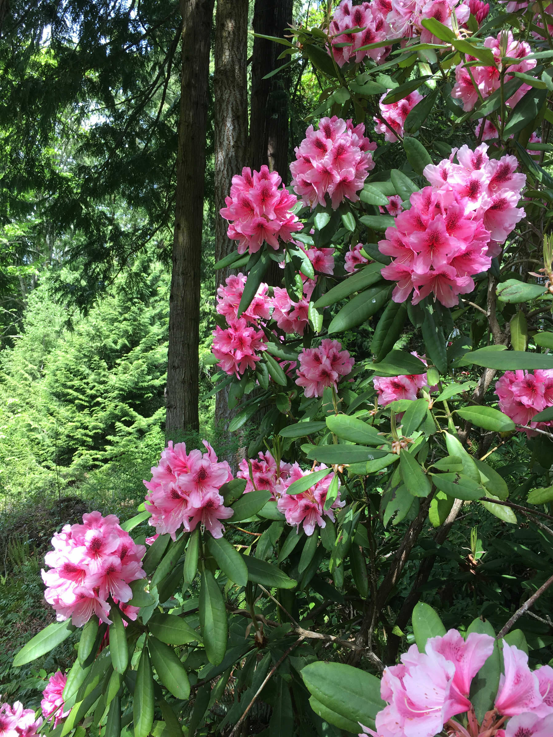 Courtesy photo
Tickets go on sale Sunday, May 11, for this years Petals & Pathways Garden Tour, an event of the Clallam County Master Gardener Foundation.