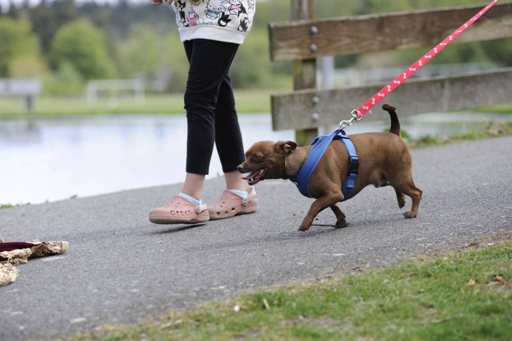 Sequim Gazette photo by Matthew Nash/