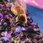 Courtesy photo/ The Washington State Department of Agriculture estimates that, annually, over $3 billion worth of crops can be directly attributed to honeybees.