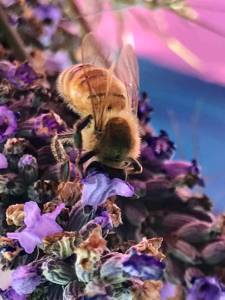 Courtesy photo/ The Washington State Department of Agriculture estimates that, annually, over $3 billion worth of crops can be directly attributed to honeybees.