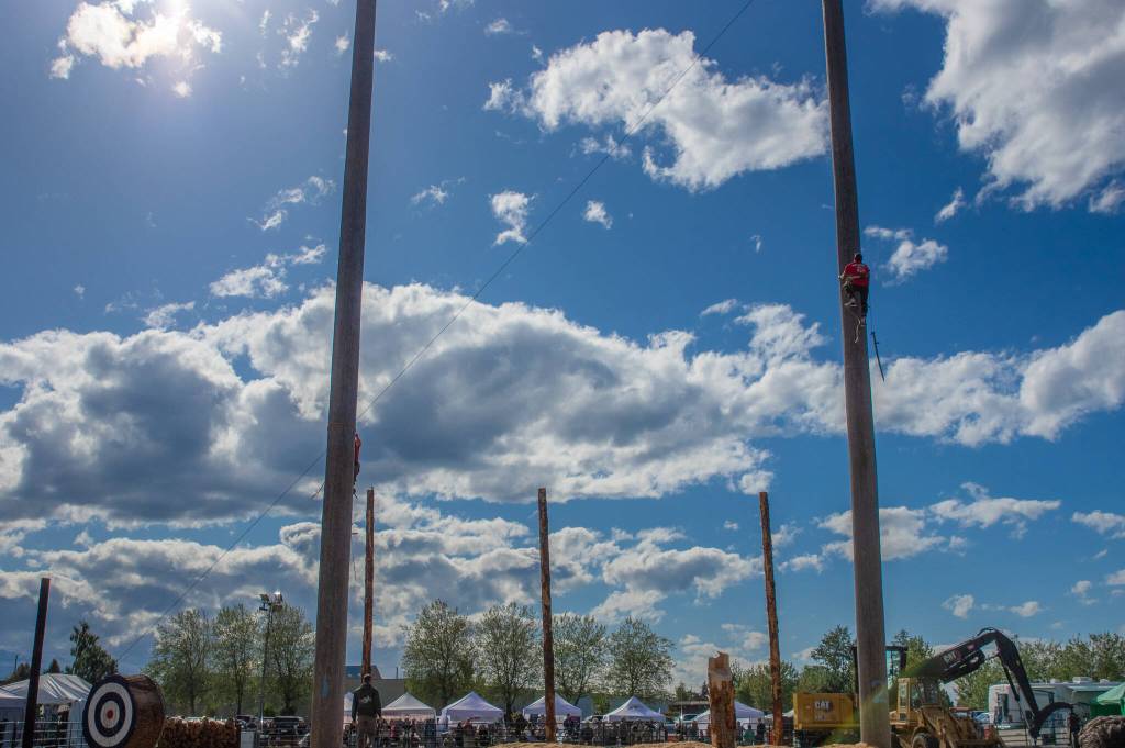 Sequim Gazette photo by Emily Matthiessen/ Contestants in last weeks Sequim Log Show climb 60 foot tall poles and compete at sawing speed.