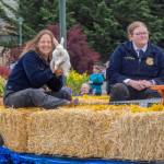 Sequim Gazette photo by Emily Matthiessen/ Sequim FFA students brought a bunny along for Sequims Irrigation Festival Parade.