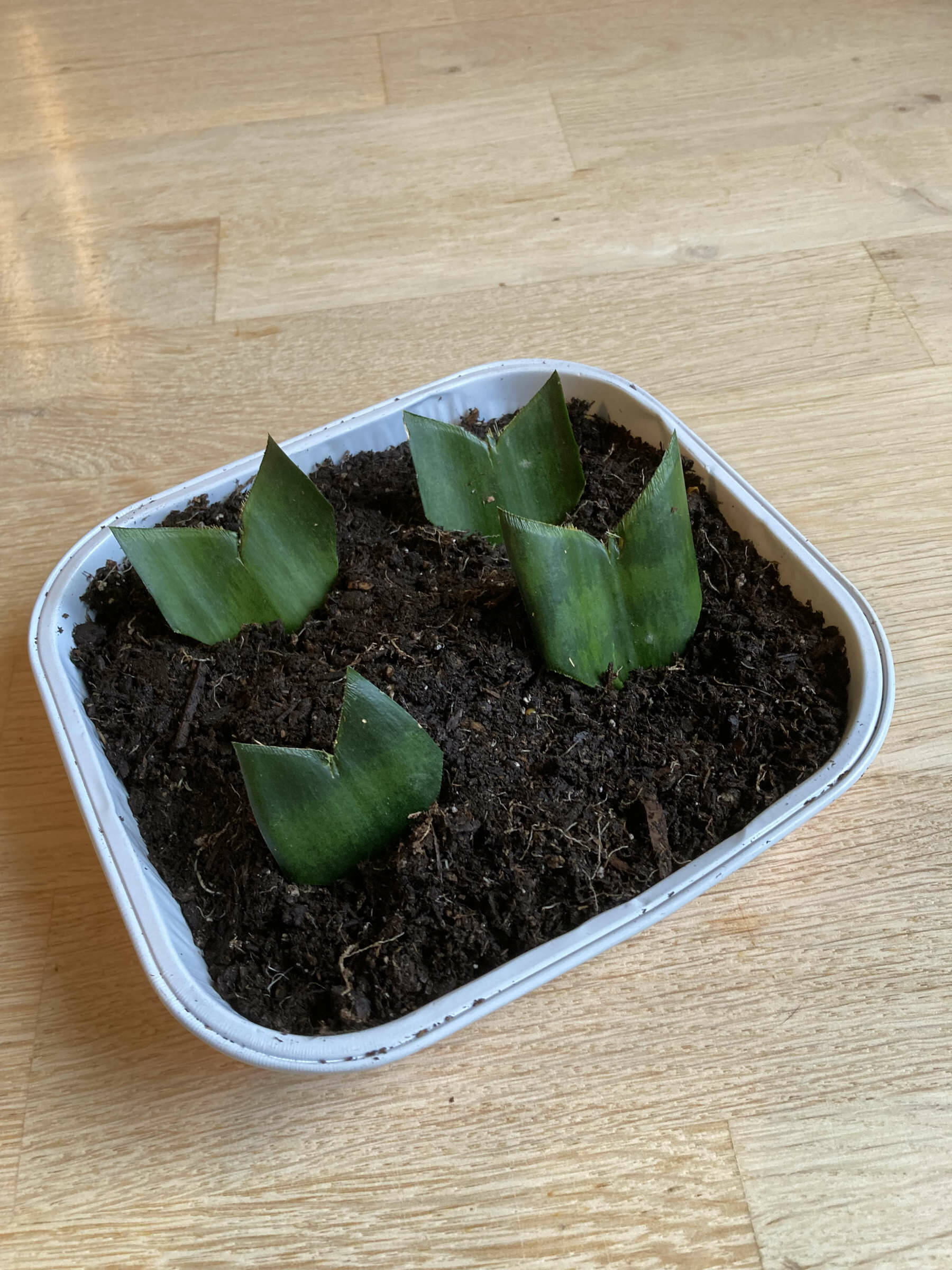 Courtesy photo
The most common methods of vegetative propagation are plantlets, stem cuttings, and leaf cuttings.