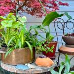 Photo by Susan Kalmar/ A summer vacation outdoors for your houseplants requires careful planning.