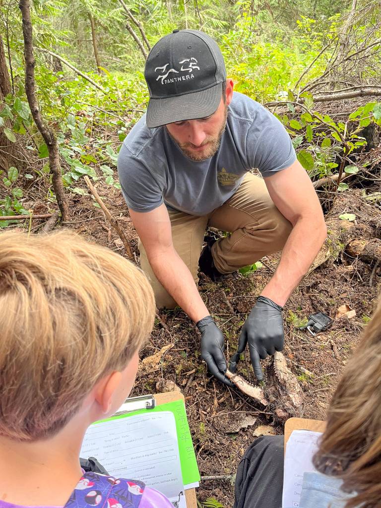 Photo courtesy of Five Acre School/
At a cougar kill site on the outskirts of Sequim, Andy Stratton, project coordinator for the Olympic Cougar Project, shows Five Acre second-third grade students the skull of the cougars prey, a young deer.