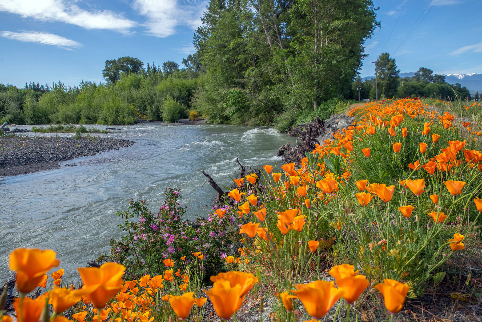 Sequim Gazette photo by Emily Matthiessen
California poppies are bursting into bloom all over Sequim, including in the anti-erosion netting above the Dungeness River alongside Ward Road.