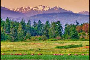 Photo by Bob Lampert/ Reader Bob Lampert recently snapped this photo of Sequim's Roosevelt Elk herd against a backdrop of mountains still tinged with snow.
