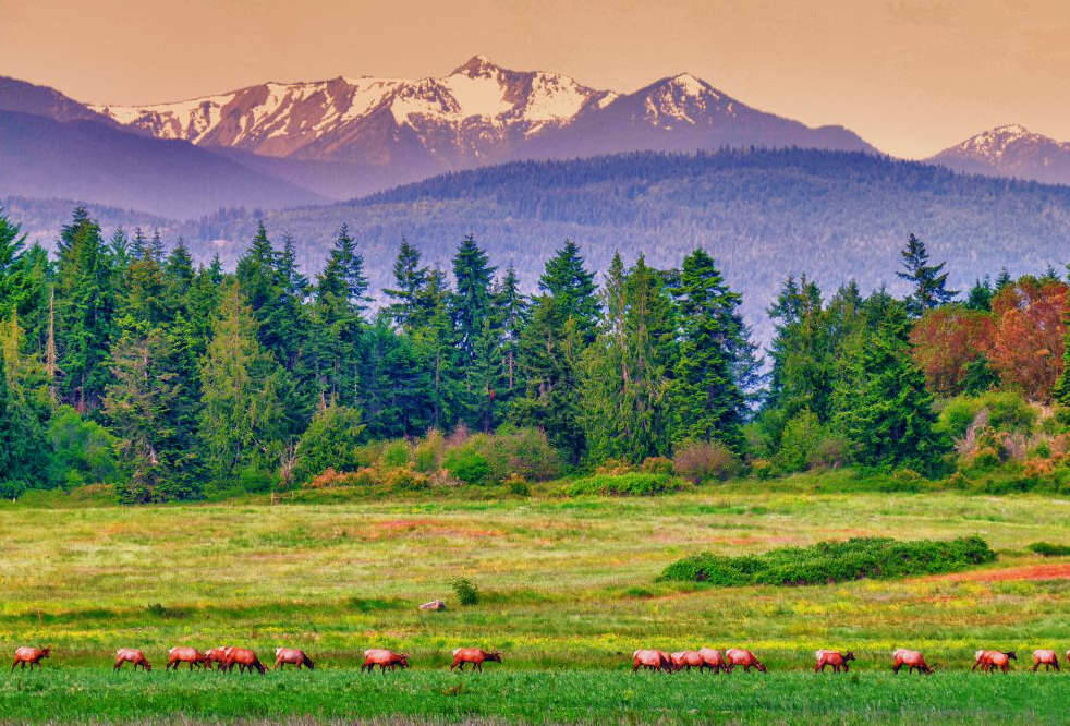 Photo by Bob Lampert 
Reader Bob Lampert recently snapped this photo of Sequims Roosevelt Elk herd against a backdrop of mountains still tinged with snow as spring prepares to give way to summer.
