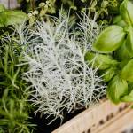 Courtesy photo/ Plants with shallow root systems work best for window boxes.