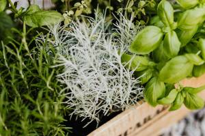 Courtesy photo/ Plants with shallow root systems work best for window boxes.