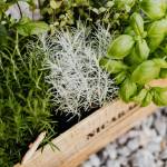 Courtesy photo
Plants with shallow root systems work best for window boxes.