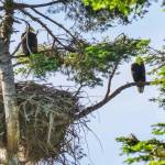 Photo by Bob Lampert
Eagle parents watch over the family nest in a tree on the grounds of Sunland Golf Club in Sequim. The nest has at least one eaglet inside it as a tiny head was spotted.