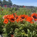 Photo courtesy of the Master Gardener Foundation of Clallam County
Eight gardens in Sequim will be featured in the Petals & Pathways Home Garden Tour on Saturday, June 28. The annual tour of local gardens is a fundraiser for the Foundation.