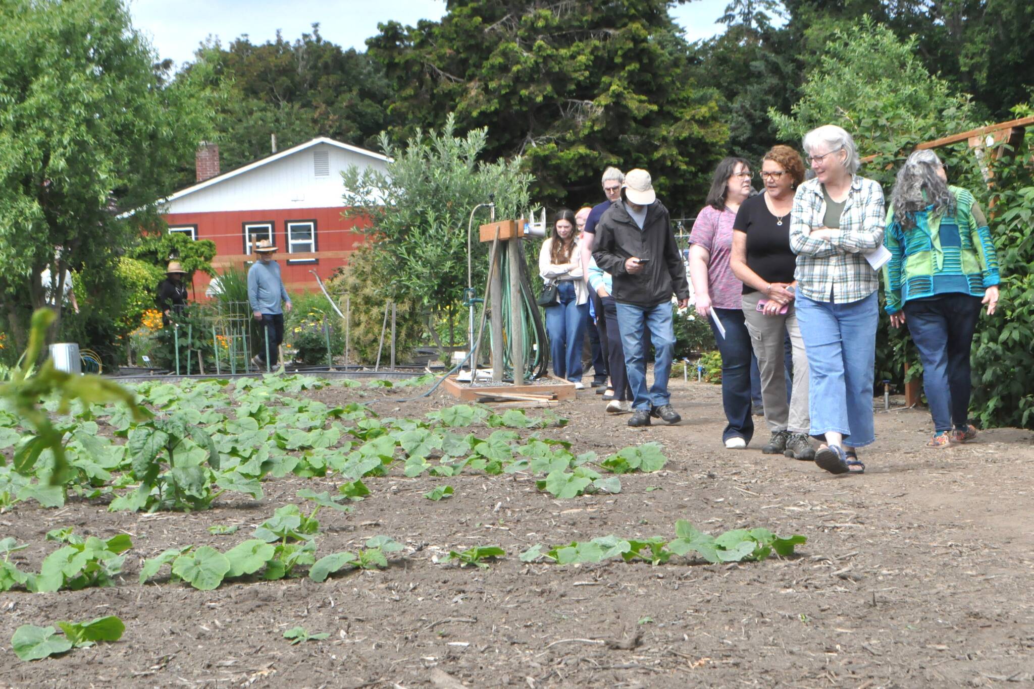 Sequim Gazette photo by Matthew Nash/ Visitors take a stroll alongside J&R Farmstands pumpkin patch where owners Randy Scott and Jan Webb planted 1,200 pumpkins for U-pick this fall. The couples farm was one of eight sites for the Petals & Pathways Home Garden Tour on June 28.