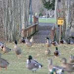 Sequim Gazette file photo by Matthew Nash/ The City of Sequim is replacing one bridge along the Olympic Discovery Trail and adding a small one west of the pictured platform so a mower can travel between portions of Carrie Blake Community Park. The platform and a few other bridges were found to be in working order, city staff said.